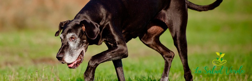 Para dolores articulares del perro | Cura la artritis de tu mascota